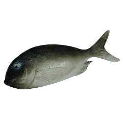 Kunststof Zeebaars grijs 360x130mm (1x)